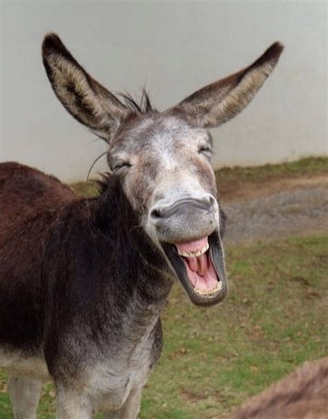 funny pics of donkeys|funny donkey laughing.